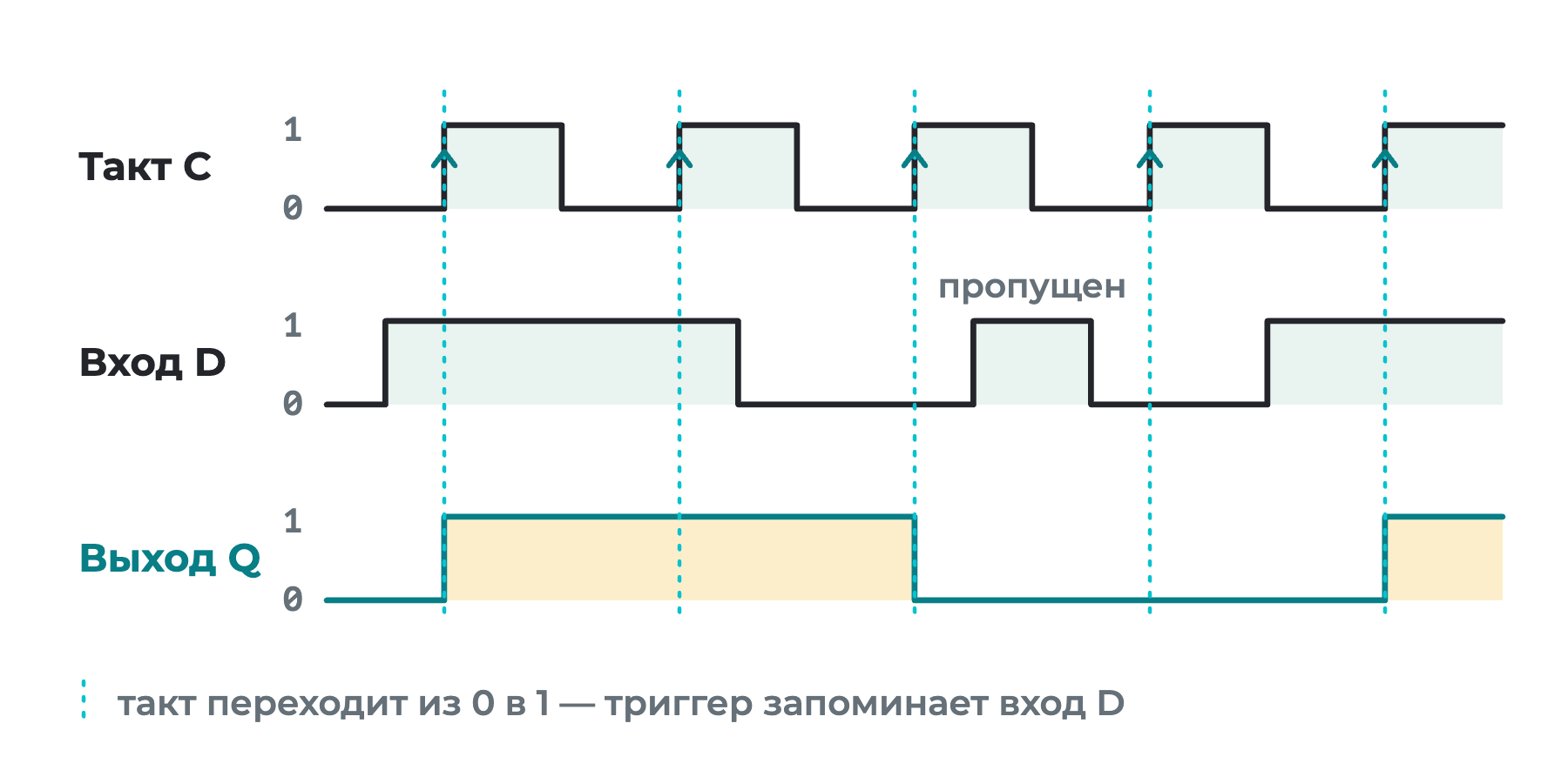 Три графика во времени: тактовый сигнал C, вход D и выход Q; выход Q меняется только в моменты, когда C переходит из 0 в 1, и принимает значение D; короткий импульс на D между фронтами на выход не попадает